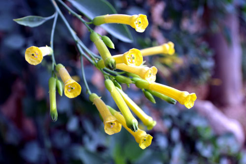 Nicotiana glauca / Tabacco glauco (pianta coltivata)