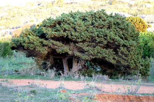 Juniperus phoenicea / Ginepro fenicio