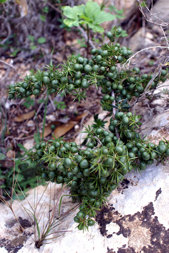 Asparagus acutifolius / Asparago pungente (bacche)