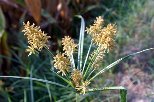 Cyperus esculentus / Zigolo dolce