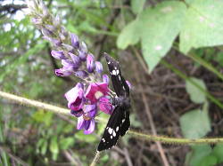 Apios americana / Glicine tuberoso