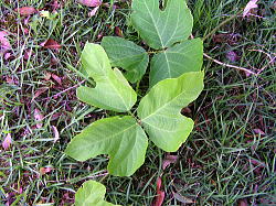 Apios americana / Glicine tuberoso