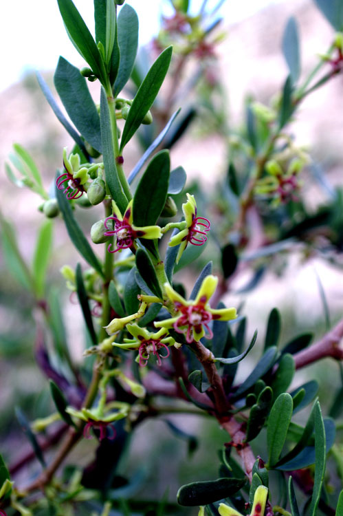 Periploca angustifolia / Periploca minore