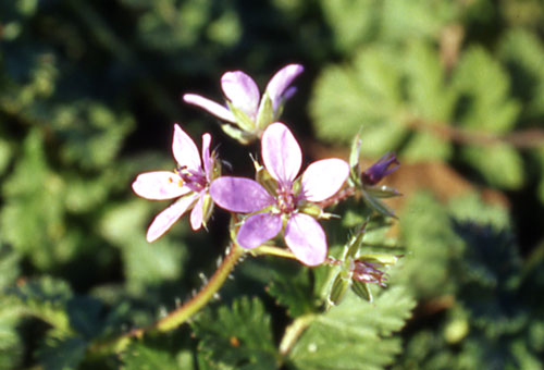 Erodium cicutarium / Becco di Gr comune