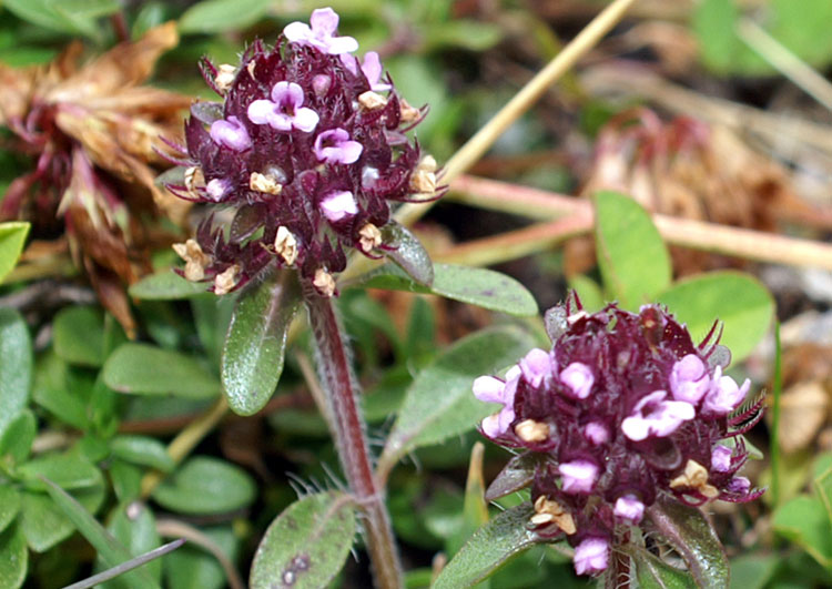 Thymus pulegioides / Timo goniotrico