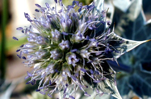 Eryngium maritimum / Calcatreppola marittima