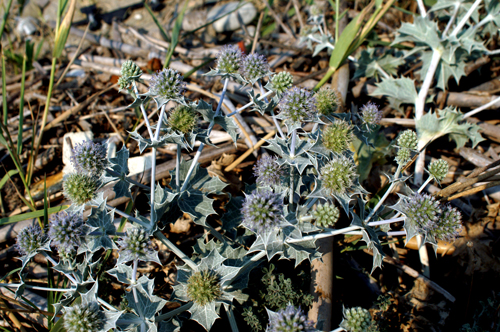 Eryngium maritimum / Calcatreppola marittima