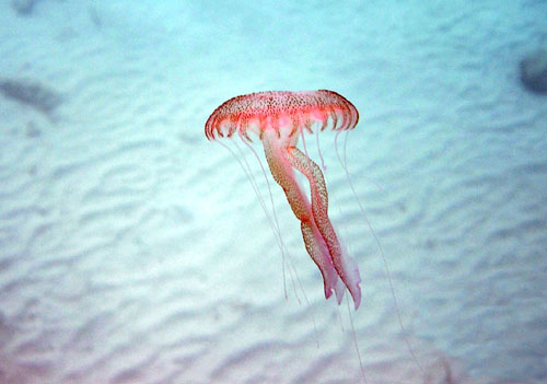 Pelagia noctiluca (Forsskl, 1775)