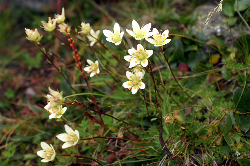 Saxifraga bryoides / Sassifraga brioide