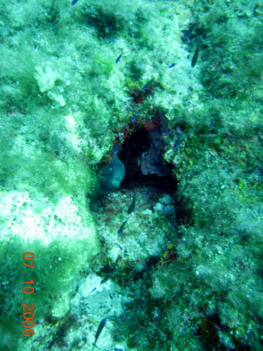 Muraena helena, Synodus saurus e Bothus podas