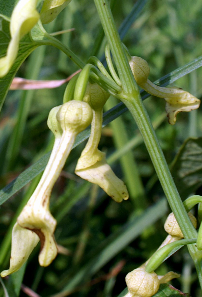 Aristolochia clematitis / Aristolochia clematite