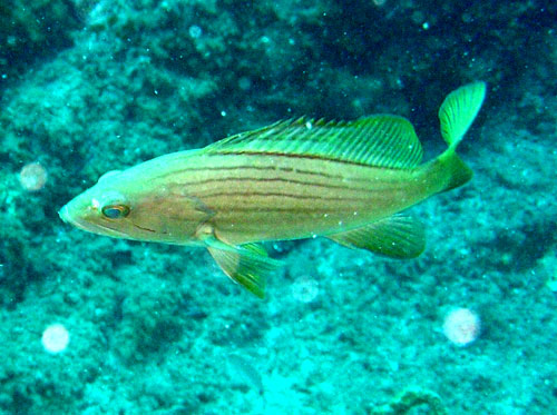 Epinephelus costae