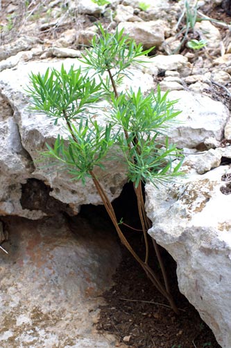 Euphorbia dendroides / Euforbia arborescente