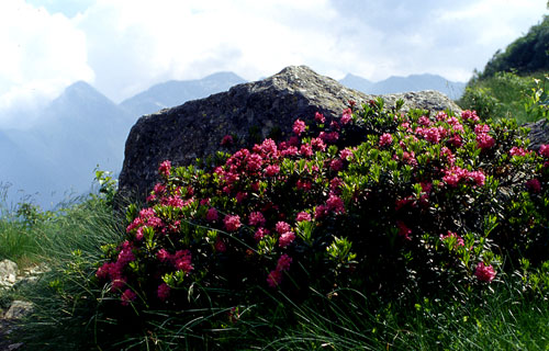 Rhododendron ferruginuem / Rododendro rosso
