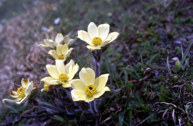 Pulsatilla alpina subsp. apiifolia / Pulsatilla alpina