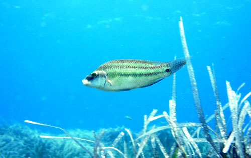 Tordo pavone Symphodus tinca