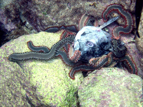 Hermodice carunculata