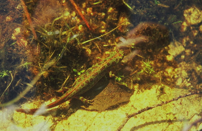 Triturus marmoratus e pygmaeus