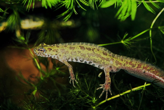 Triturus marmoratus e pygmaeus