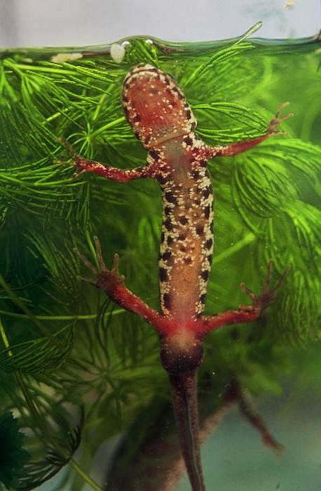 Triturus marmoratus e pygmaeus