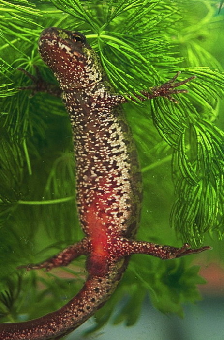 Triturus marmoratus e pygmaeus