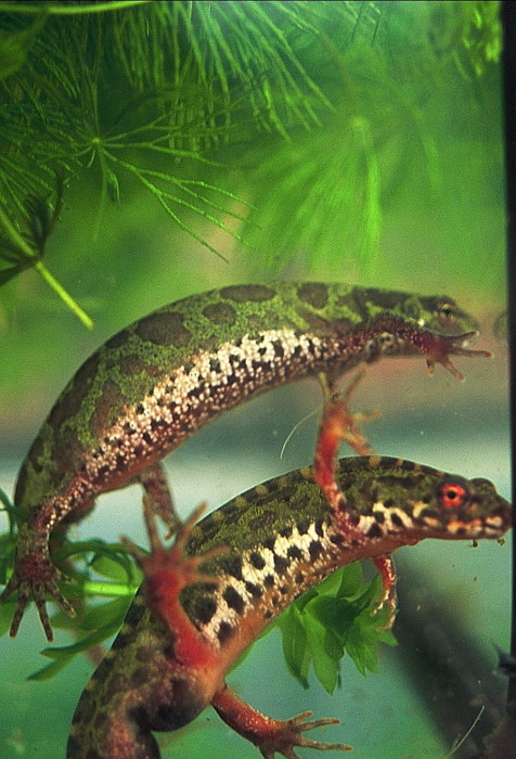 Triturus marmoratus e pygmaeus