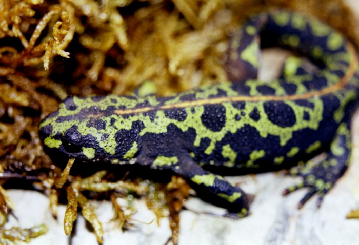 Triturus marmoratus e pygmaeus