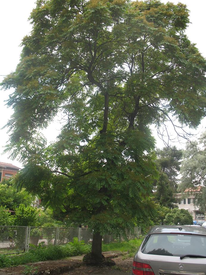 Ailanthus altissima / Ailanto