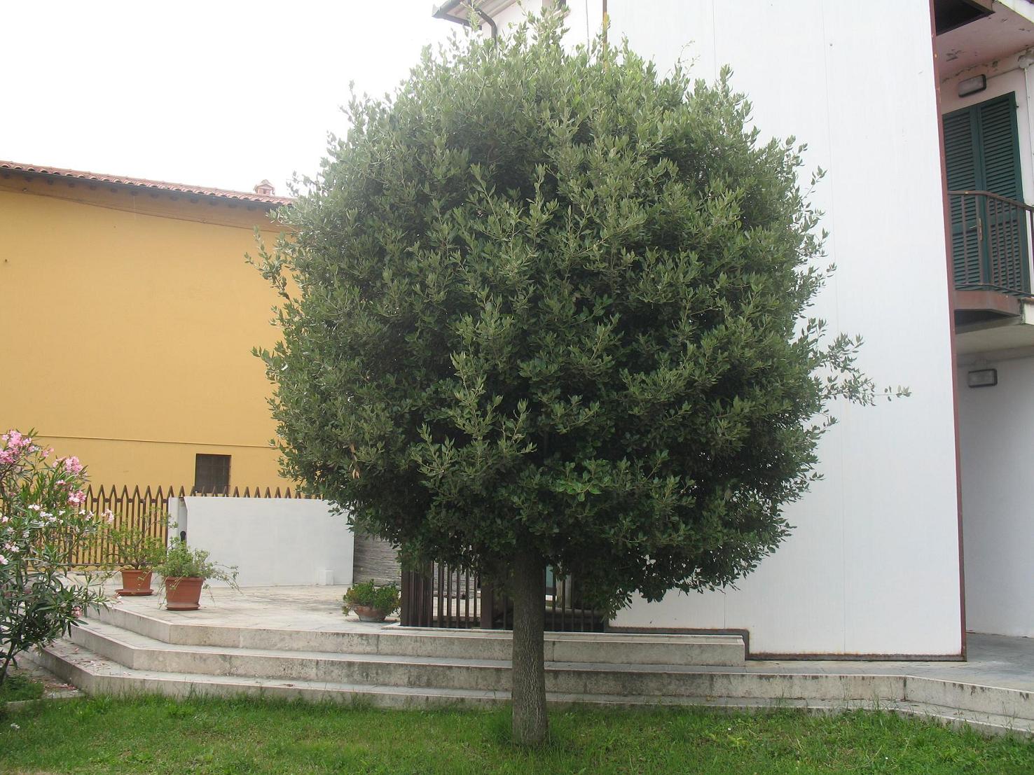 Quercus ilex