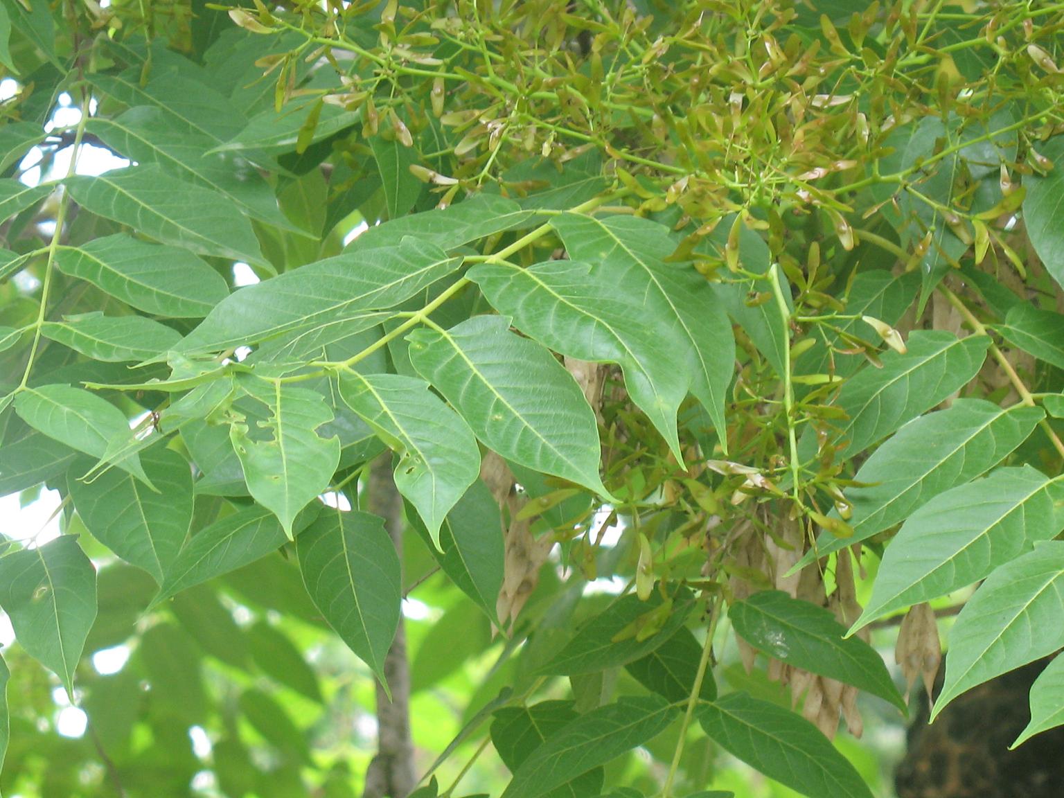 Ailanthus altissima / Ailanto