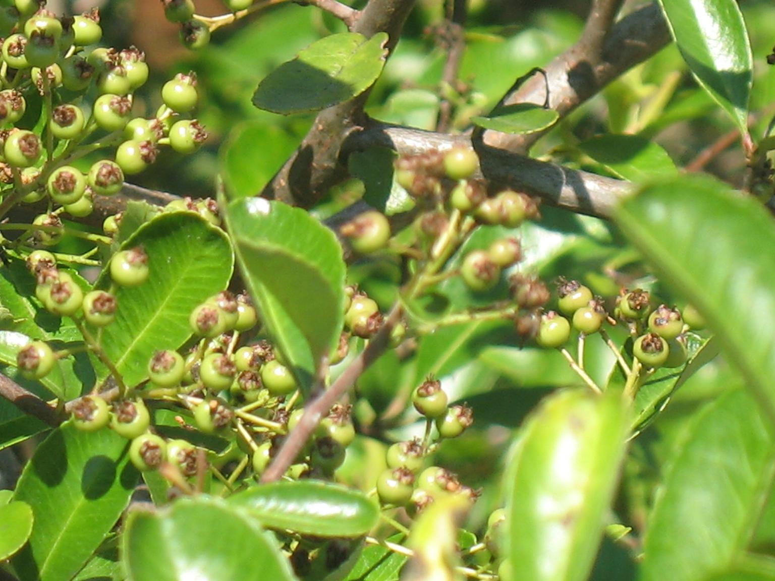 Biancospino? no, Pyracantha sp.