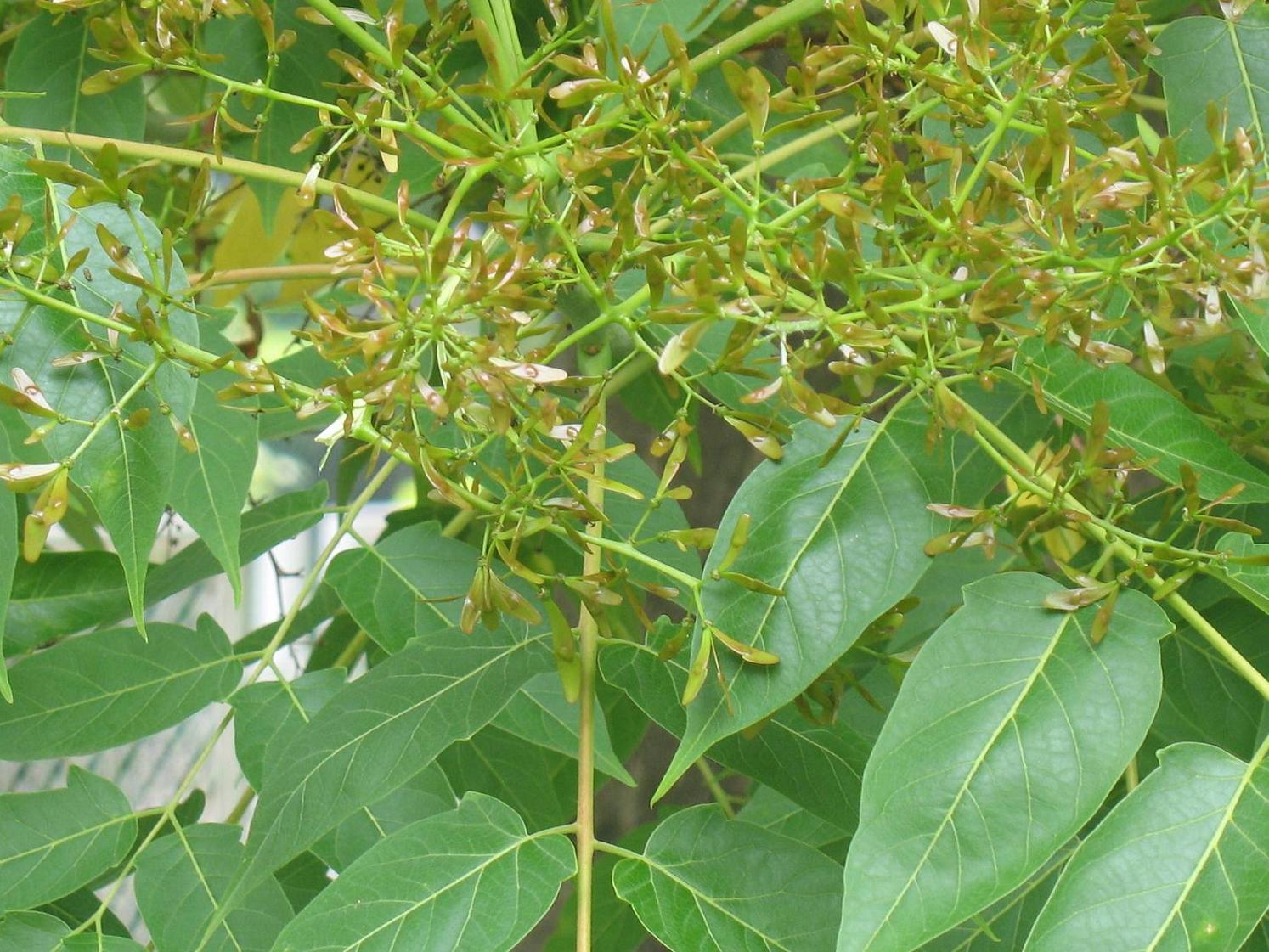 Ailanthus altissima / Ailanto