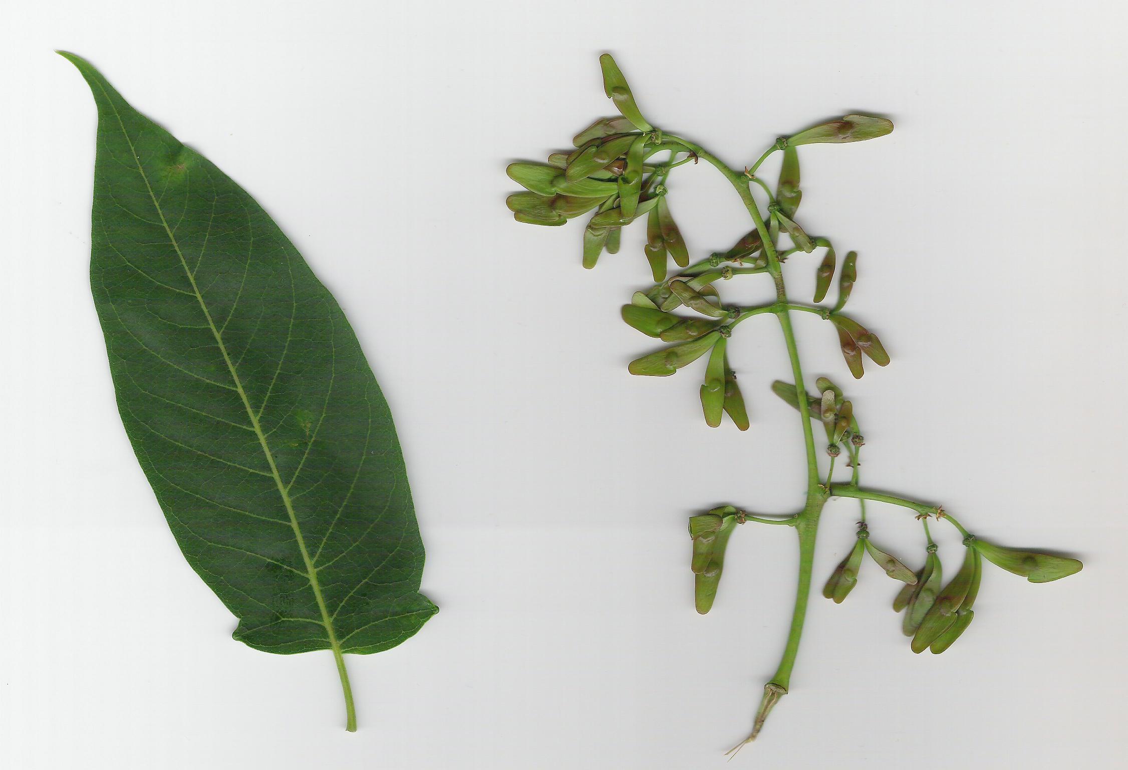 Ailanthus altissima / Ailanto