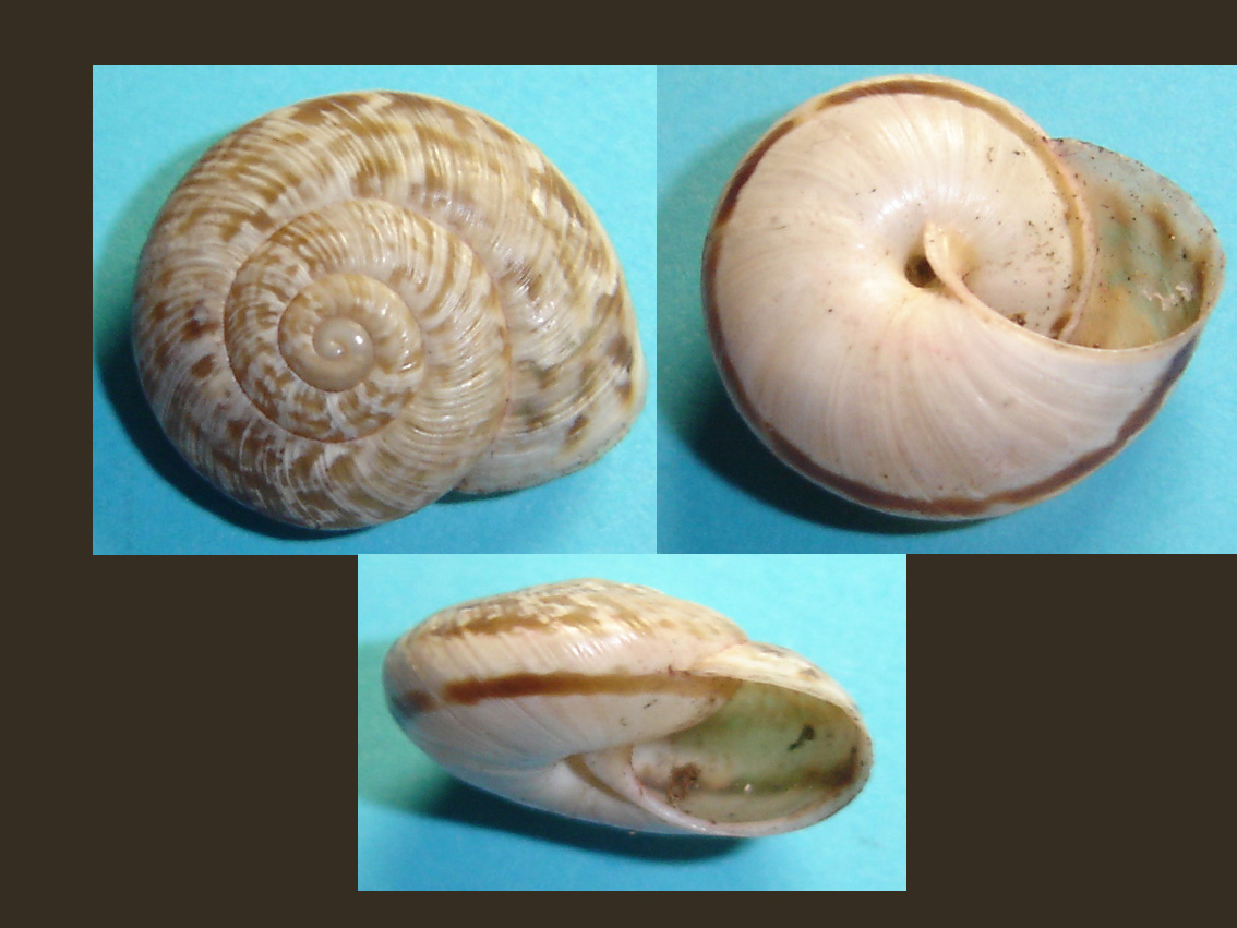 Marmorana (Ambigua) fuscolabiata (Rossmässler, 1842)