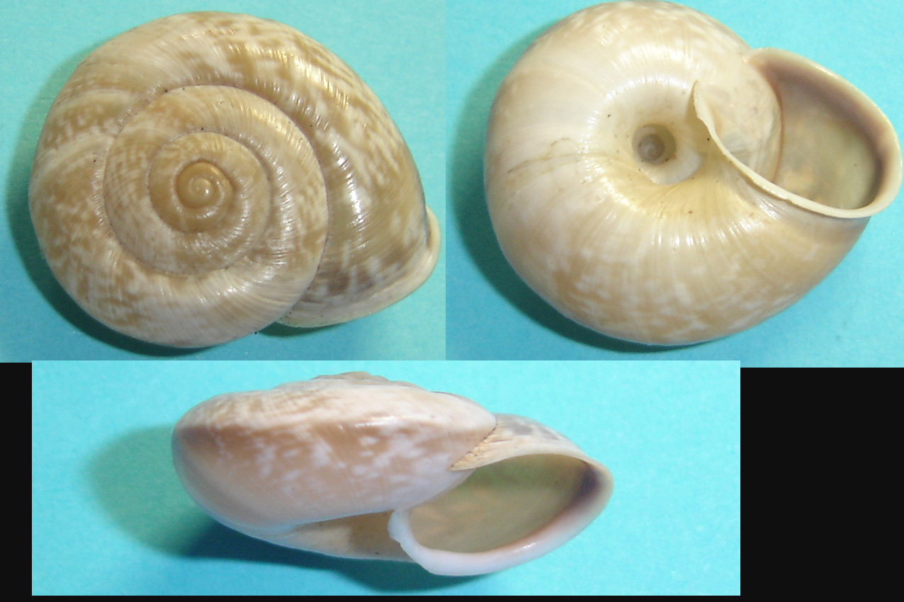 Chilostoma cingulatum tigrinum (De Cristofori & Jan 1832)