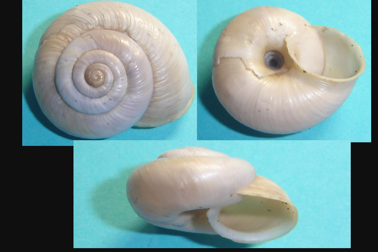 Chilostoma cingulatum