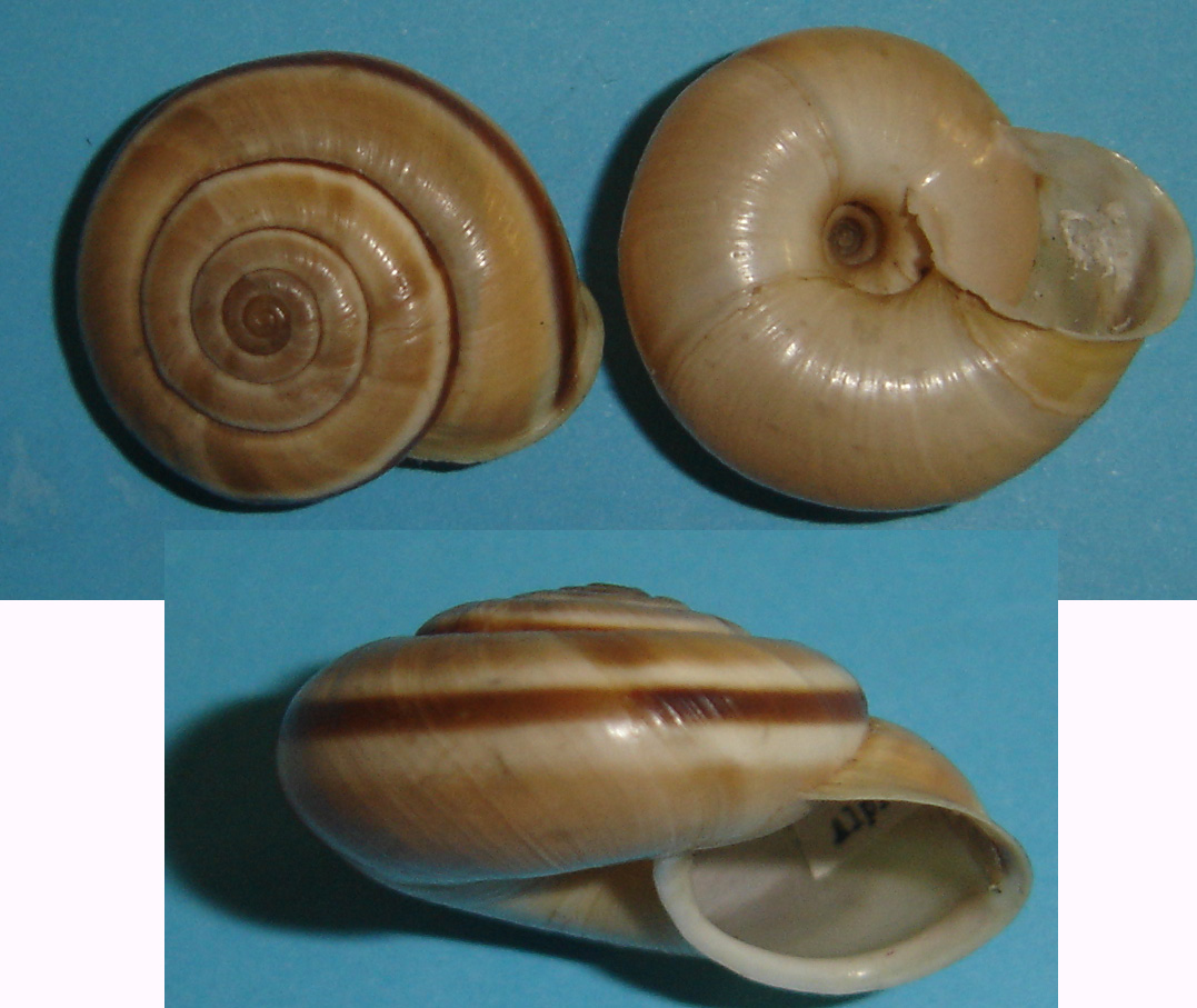 Chilostoma (Chilostoma) cingulatum apuanum (Issel, 1866)