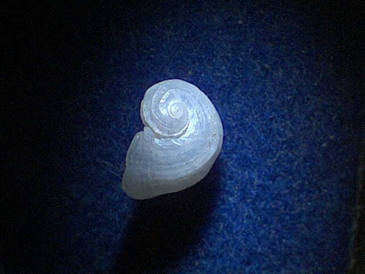 Clathrella clathrata