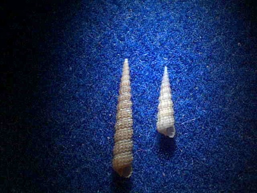 Metaxia