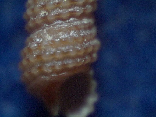Metaxia