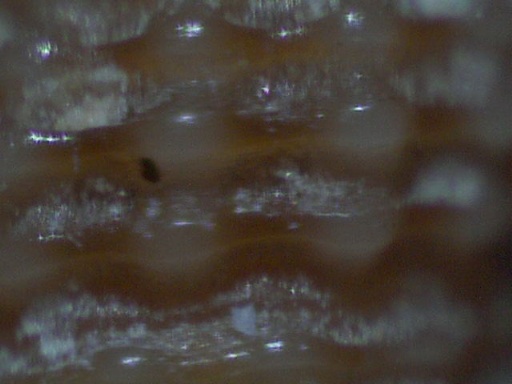 Metaxia