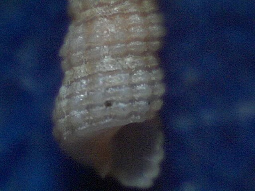 Metaxia