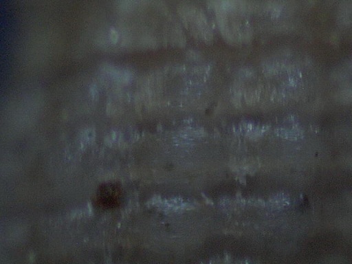 Metaxia
