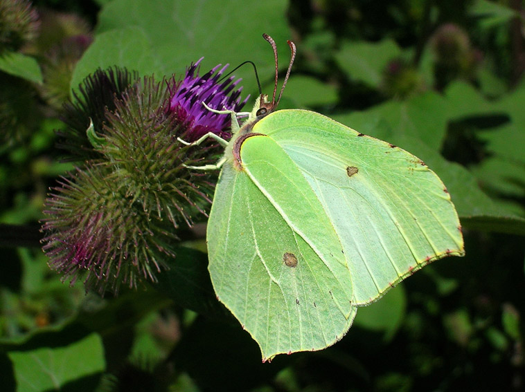 Gonepteryx rhamni