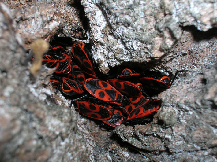 Pyrrhocoris apterus e Orthetrum coerulescens