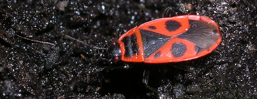 Pyrrhocoris apterus (f.pennata), forma alata