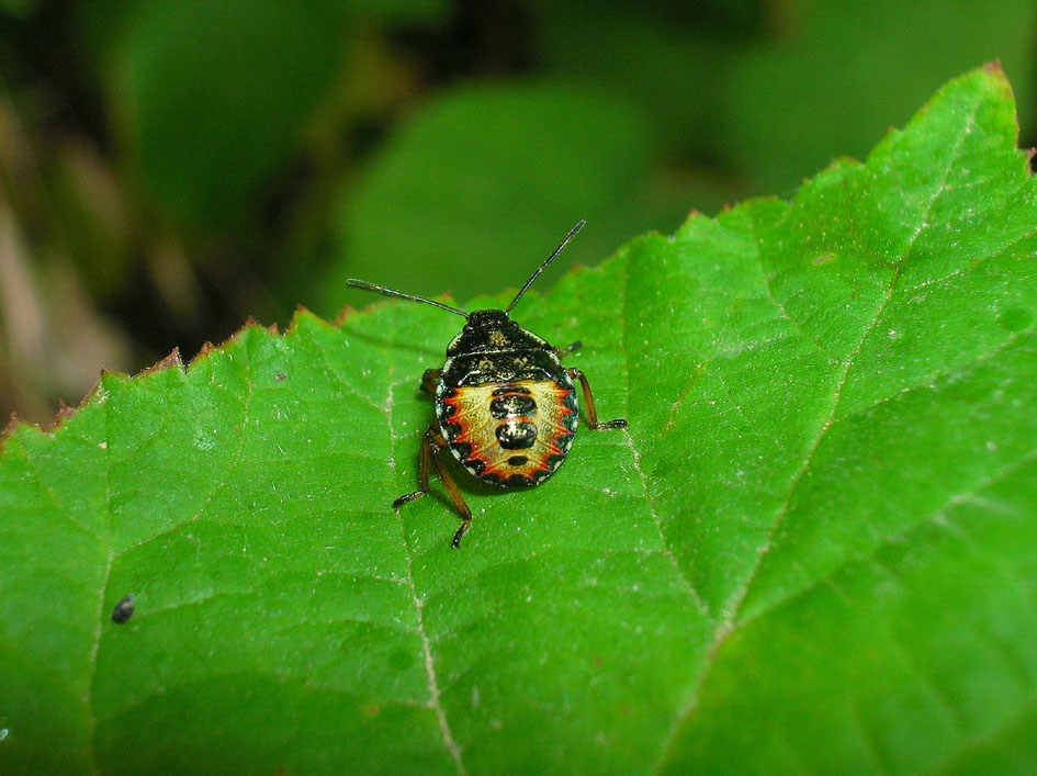 neanide di Eysarcoris venustissimus