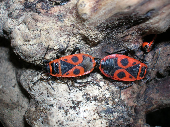 Pyrrhocoris apterus (f.pennata), forma alata