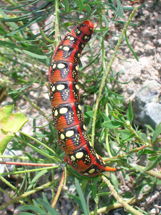Hyles euphorbiae