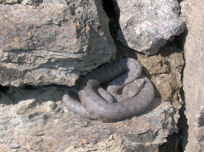 Vipera aspis